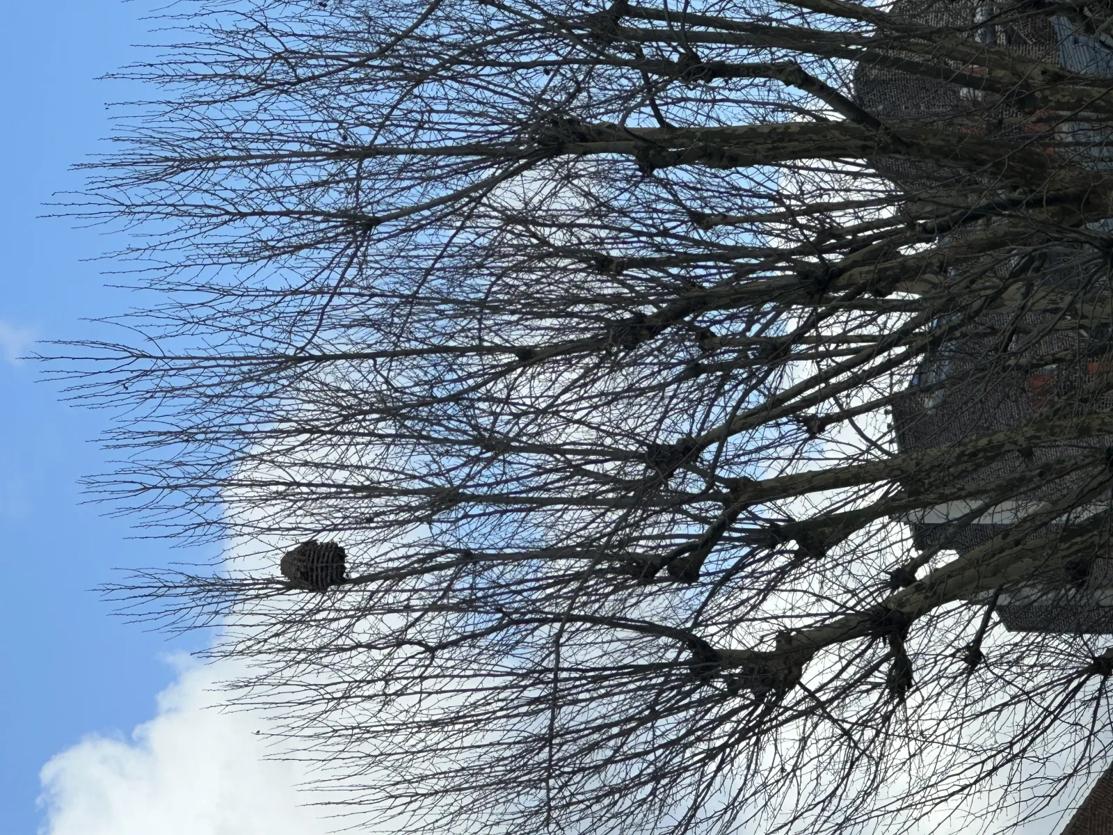 Photo du nid de frelon asiatique signalé à Lille