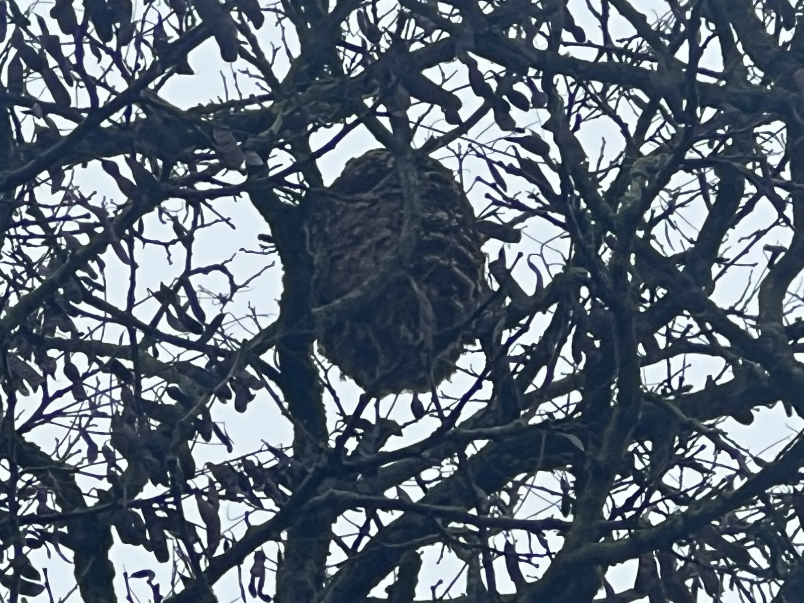 Photo du nid de frelon asiatique signalé à Gorron