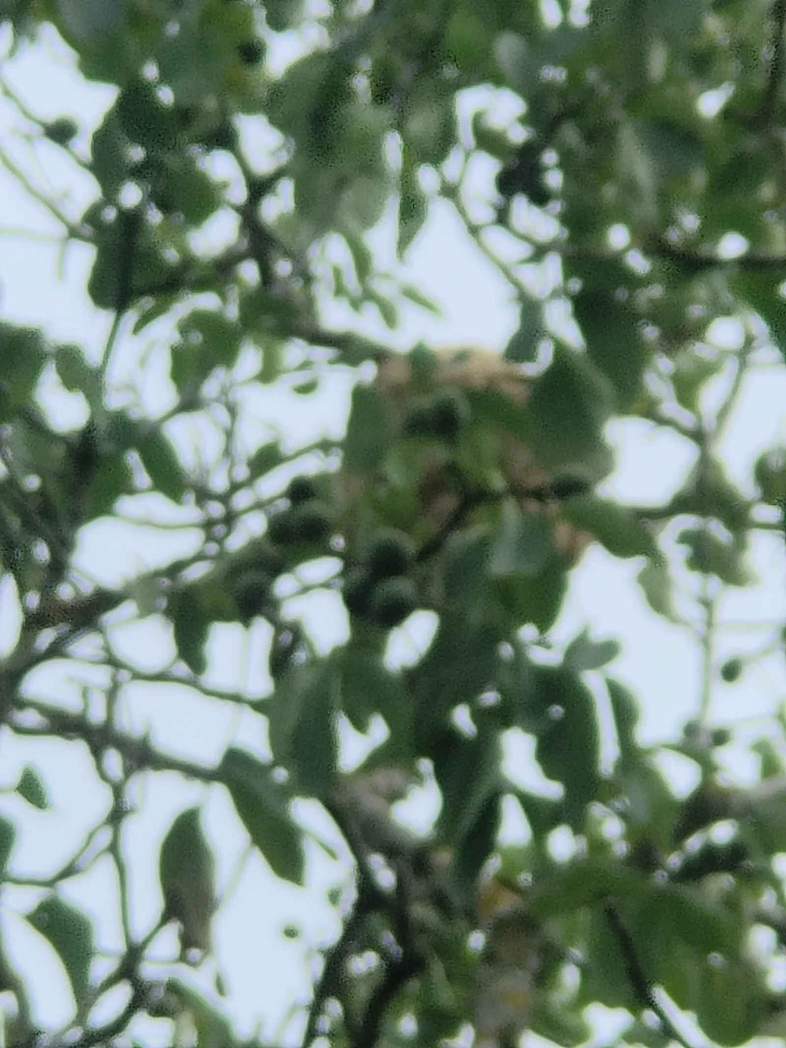 Photo du nid de frelon asiatique signalé à Fontaine-le-Comte