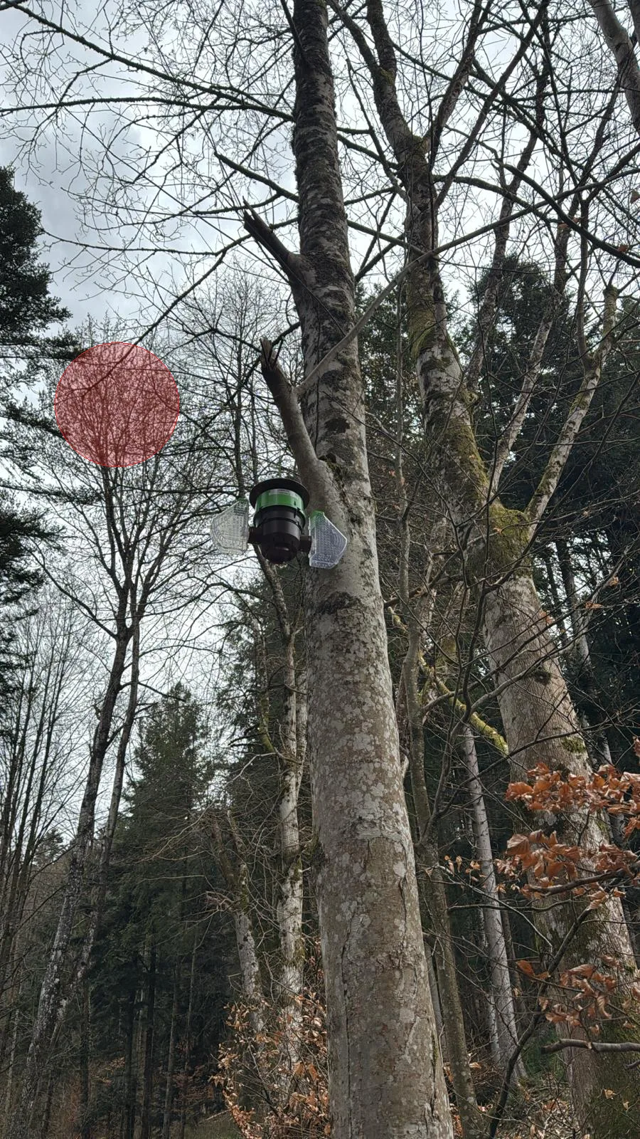 Photo du nid de frelon asiatique signalé à Saint-Laurent-Blangy
