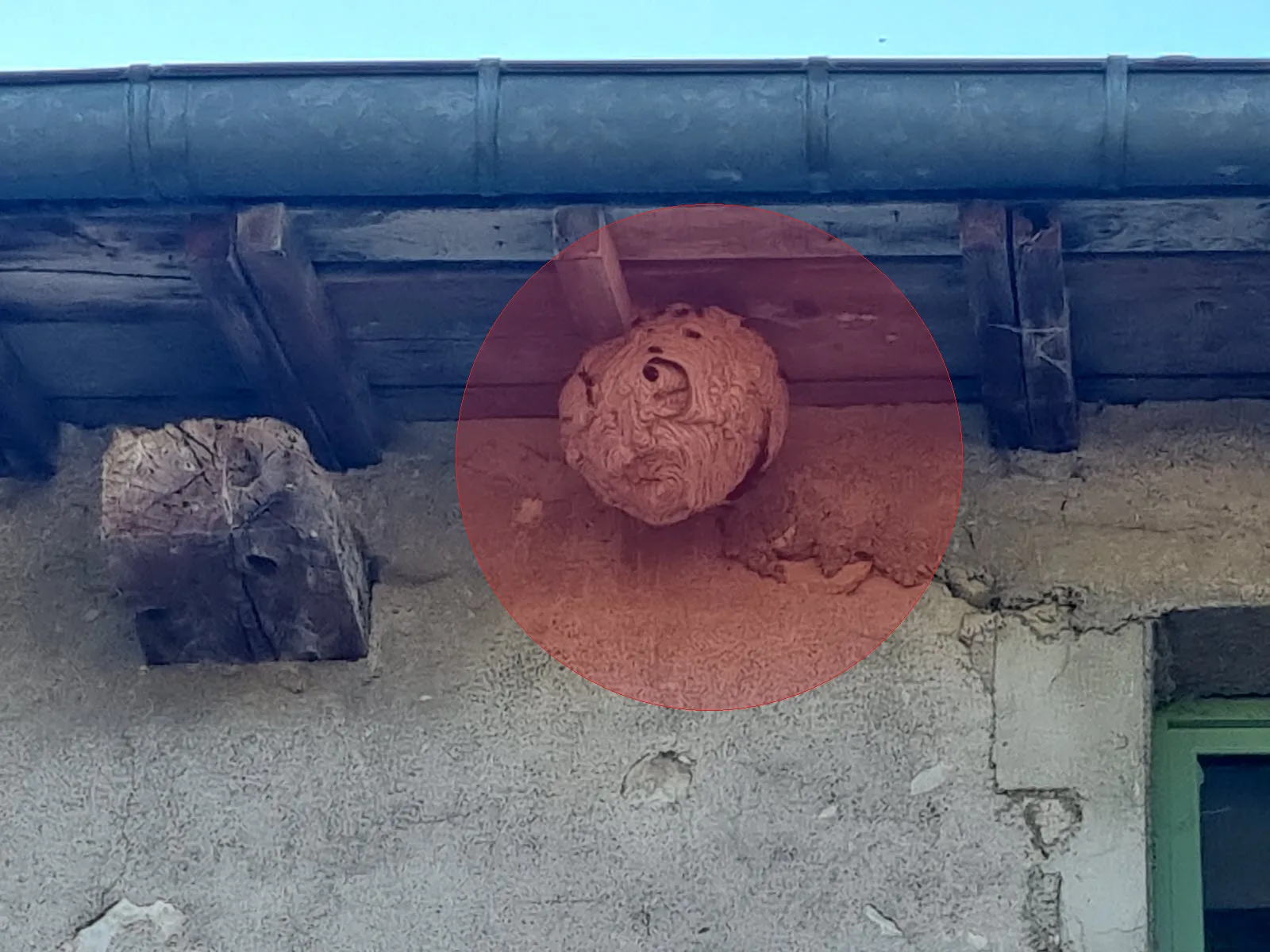 Photo du nid de frelon asiatique signalé à Dainville